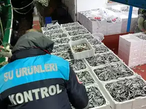 Hamsi Kota Denetimleri Karadeniz Bölgesinde Sürüyor
