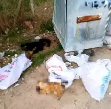 Kırklareli'nde Seri Hayvan Ölümü: Soruşturma Başladı