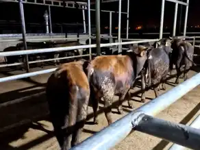 Kırklareli'nde Kaçak Hayvanlara 140 Bin TL Ceza