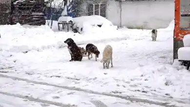 Kırklareli'nde Kar Yağışı Hayvanları Tehdit Ediyor