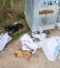 Kırklareli'nde 11 Köpek ve Bir Kuzunun Ölümü Şüpheli!