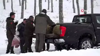 Kırklareli'nde Yaban Hayvanları Kışa Hazırlanıyor