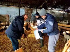 Lüleburgaz'da Hayvan Sağlığı Kontrolü: Karantina ve Aşılama