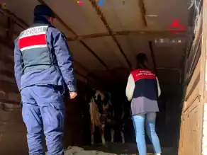 Pehlivanköy'de Hayvan Taşıma Araçları Denetlenmekte